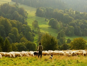 Ein Hirte und seine Schafe