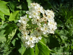 Die Elsbeerenblüte ist für den ehrenamtlichen Waldverantwortlichen der Kirchenstiftung Güntersleben, Karl-Georg Schönmüller, ein Höhepunkt im Frühjahrswald.