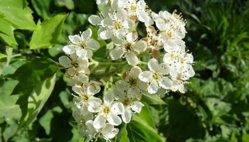 Die Elsbeerenblüte ist für den ehrenamtlichen Waldverantwortlichen der Kirchenstiftung Güntersleben, Karl-Georg Schönmüller, ein Höhepunkt im Frühjahrswald.
