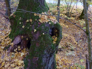 Dieser Biotopbaum bietet im „Heiligenhölzchen“ der Kirchenstiftung Güntersleben (Dekanat Würzburg rechts des Mains) Tieren und Insekten Unterschlupf. Wie man den Wald schöpfungsfreundlich pflegt, darum geht es bei der ersten „Querwaldein-Exkursion“ im Bistum.